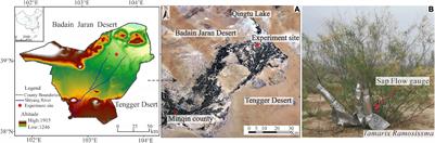 The Stem Sap Flow and Water Sources for Tamarix ramosissima in an Artificial Shelterbelt With a Deep Groundwater Table in Northwest China